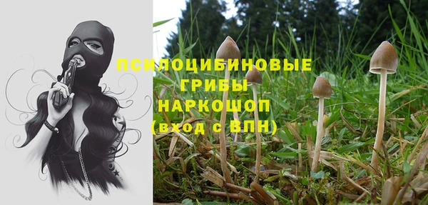 прущие грибы Абинск